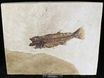 Bargain Mioplosus Fossil Fish - Uncommon Species #20835-1